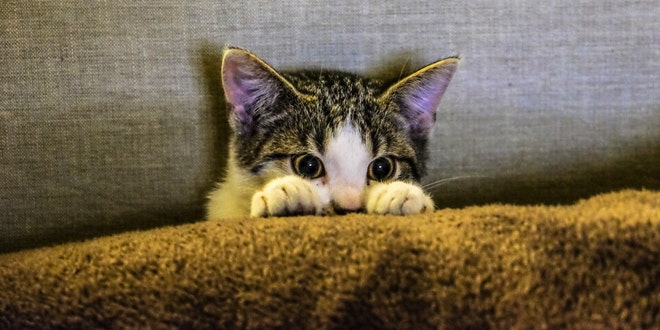 A cat with its paws on a couch.