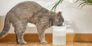 tronssien-battery-operated-cat-water-dispenser-fountain-1